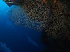 Iciligorgia schrammi