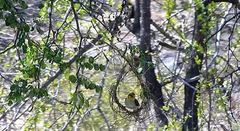 Anaplectes rubriceps