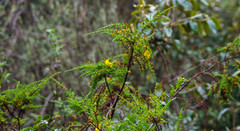 Hypericum laricifolium