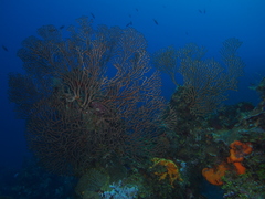 Iciligorgia schrammi