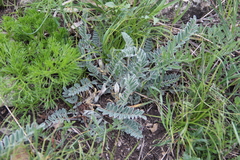 Astragalus dolichophyllus