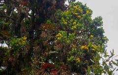 Gaiadendron punctatum