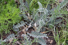 Astragalus dolichophyllus