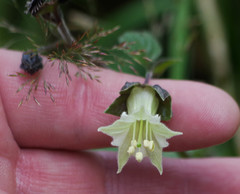 Jaltomata viridiflora