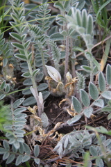 Astragalus dolichophyllus