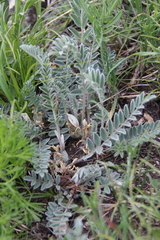 Astragalus dolichophyllus