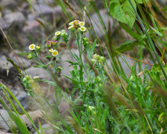 Erigeron apiculatus