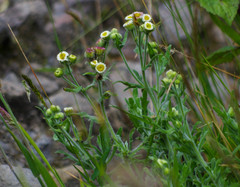 Erigeron apiculatus