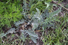 Astragalus dolichophyllus