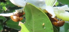 Plagiosterna nigritarsis