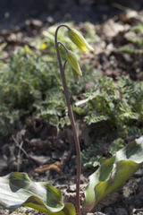 Erythronium tuolumnense