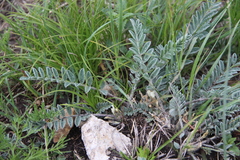 Astragalus dolichophyllus