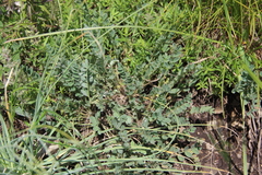 Astragalus dolichophyllus