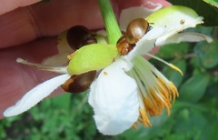 Plagiosterna nigritarsis