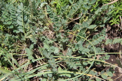 Astragalus dolichophyllus