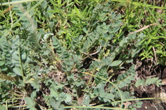 Astragalus dolichophyllus