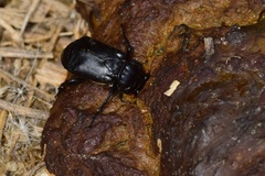 Nicrophorus guttula