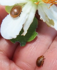 Plagiosterna nigritarsis