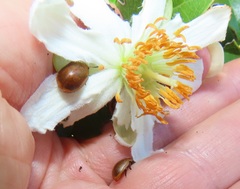 Plagiosterna nigritarsis