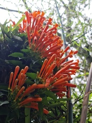 Pyrostegia