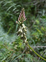 Astragalus falcatus