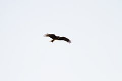 Milvus migrans