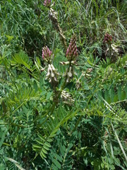 Astragalus falcatus