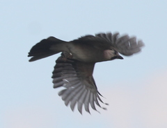 Garrulus glandarius atricapillus