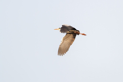 Ardea cinerea