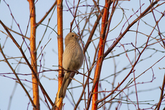 Carpodacus sibiricus