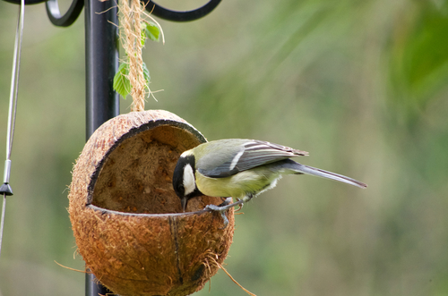 Carbonero común (Parus major)