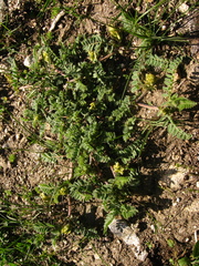 Astragalus flexicaulis