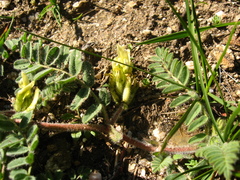 Astragalus flexicaulis