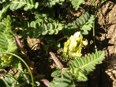 Astragalus flexicaulis