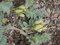 Astragalus flexicaulis