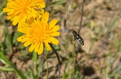 Acmaeodera ornata