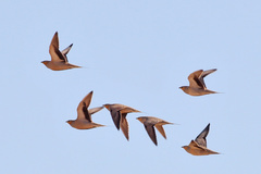 Pterocles senegallus