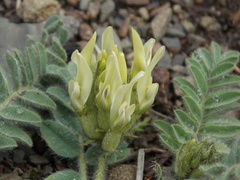Astragalus flexicaulis