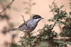 Curruca melanothorax