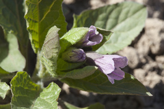 Physochlaina orientalis