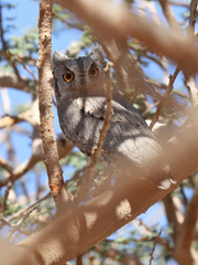 Otus brucei