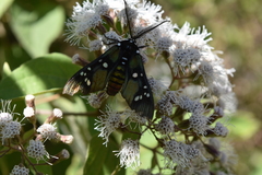 Chrysocale principalis