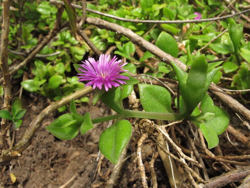 Baby Sun Rose (Aptenia cordifolia)