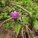 Aptenia cordifolia - Photo (c) John Barkla, μερικά δικαιώματα διατηρούνται (CC BY), uploaded by John Barkla