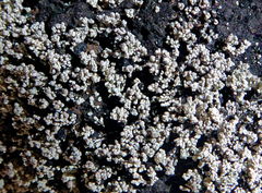 Stereocaulon vesuvianum