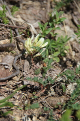 Astragalus fragrans