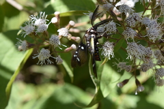 Chrysocale principalis