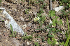 Astragalus fragrans