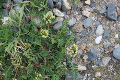 Astragalus fragrans