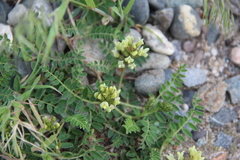 Astragalus fragrans